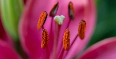 Flower pollen close-up, a common allergy trigger