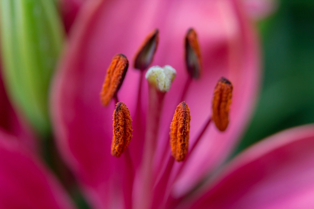 Flower pollen close-up, a common allergy trigger