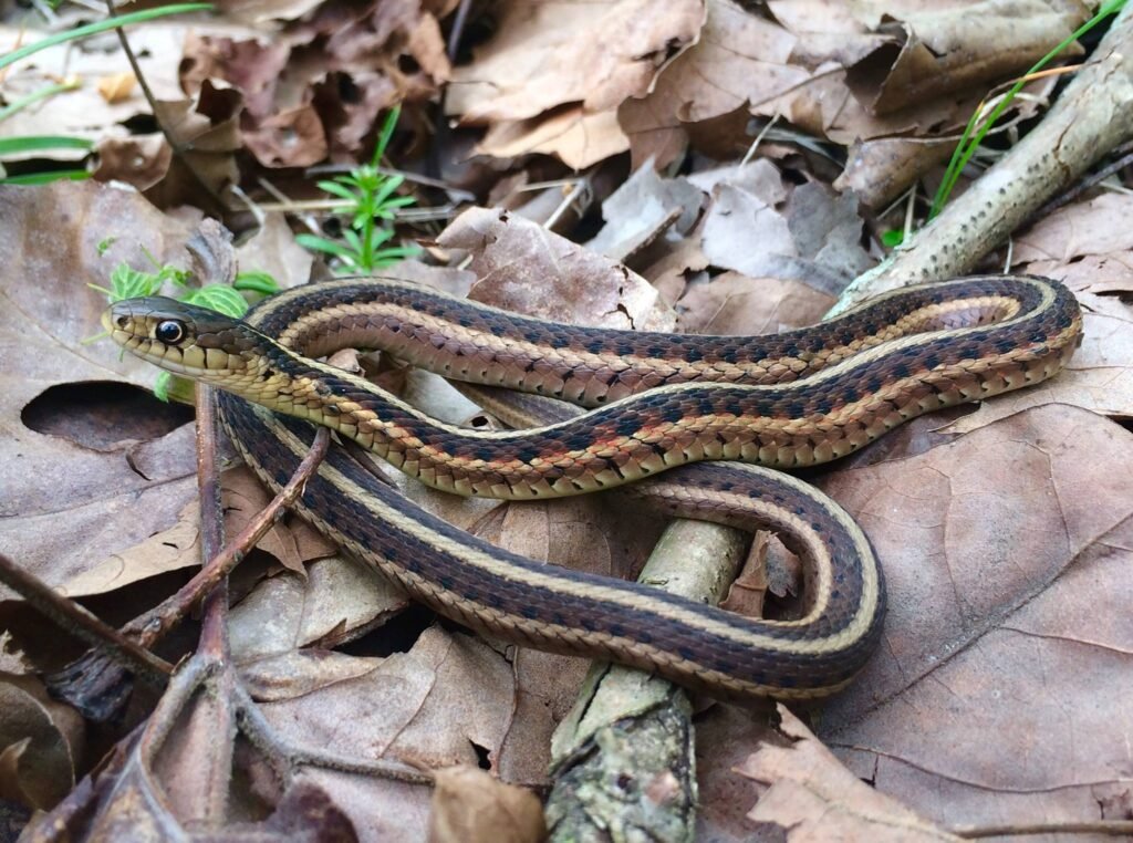 Snake coiled on dry leaves on the ground