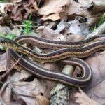 Snake coiled on dry leaves on the ground