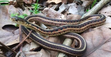 Snake coiled on dry leaves on the ground