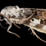 Close-up of a moth
