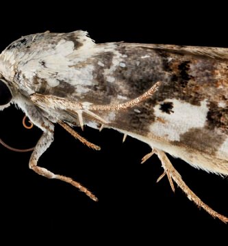 Close-up of a moth