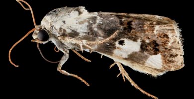 Close-up of a moth