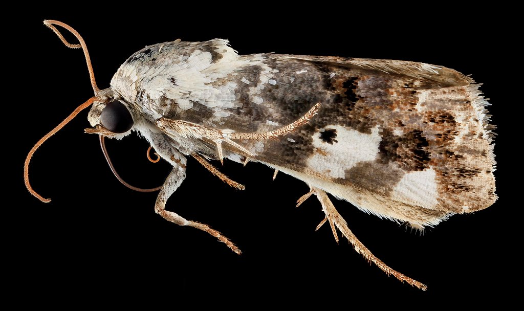 Close-up of a moth