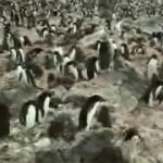 Colony of penguins in Antarctica