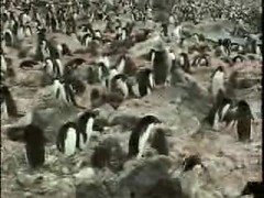 Colony of penguins in Antarctica