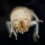 Close-up of a termite