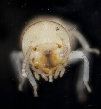 Close-up of a termite