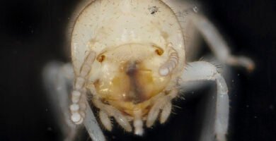 Close-up of a termite