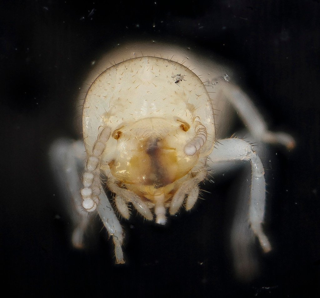 Close-up of a termite